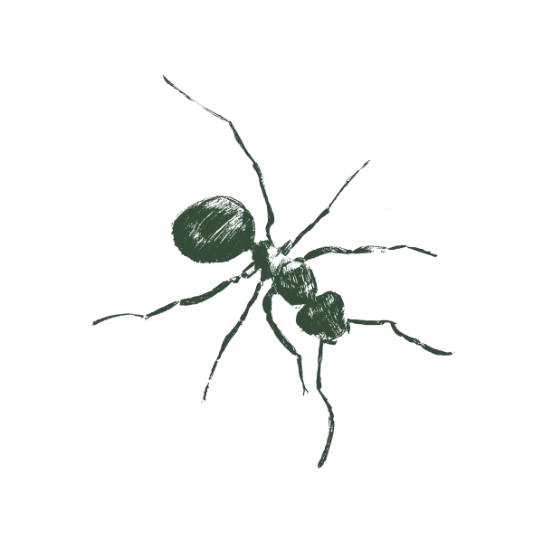 Ants control service in Hyderabad
