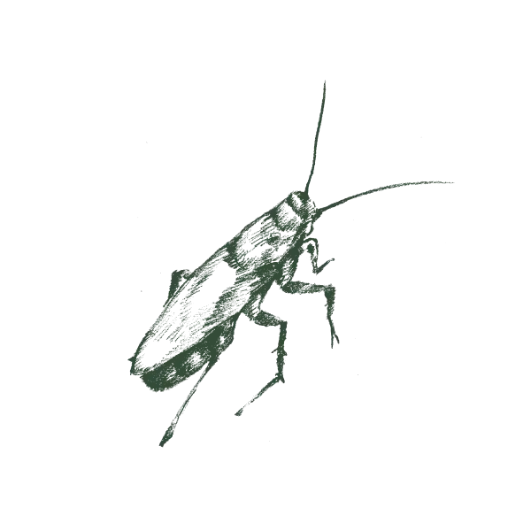 Cockroach control service in Hyderabad
