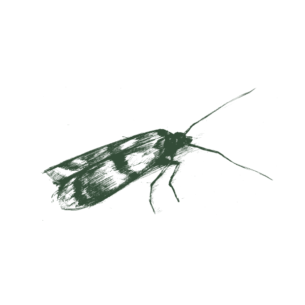 Flies and mosquito control service in Hyderabad
