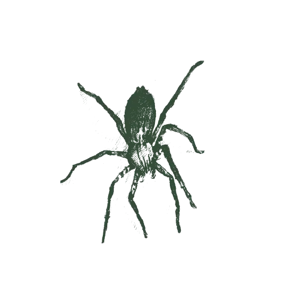 Spider control service in Hyderabad