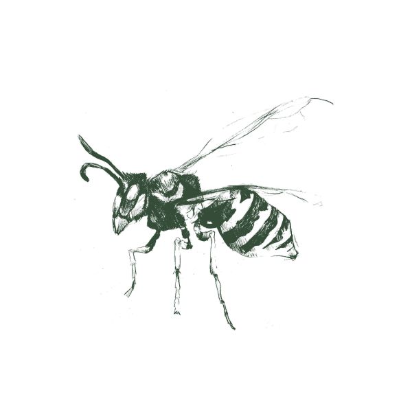 Wasp control service in Hyderabad